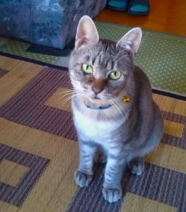 ブン（横手市）ブル　改めブン家の子になって2ヶ月が経ちました。食べる事、遊ぶ事、お話する事、抱っこが好きです、いたずらもちょこちょこします　何をしても可愛いです。素敵な出逢い有難う御座いました。