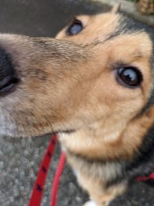 ロク（仙北郡）先日ロクの1歳のお誕生日を迎えました。怖がりのところは変わりませんが毎日、元気に散歩もしています。色んなことに興味を持って、その表情もとても可愛いです✨これからも大切に幸せに暮らしていきます。ロクとの出会いに感謝しております。本当に有難うございます。