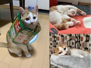 ねむ（北秋田市）我が家に来て2ヶ月が経つところです。遊ぶのが大好きで元気いっぱいです！先住猫にちょっかいを出しすぎてよく怒られてます　笑万歳をしてよく寝ています。家族みんな毎日癒されています。これからも成長が楽しみです！