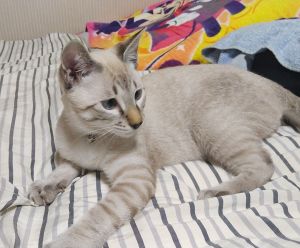 ギン（大仙市）相方ムギと元気にじゃれてます。ご飯も残さず健康的に感じます。すくすくと成長している姿をみて元気に育ってくれて嬉しいです。
