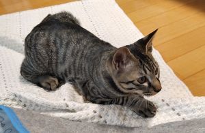 ムギ（大仙市）相方ギンと元気にじゃれています。ご飯も残さず健康的に感じます。すくすくと成長している様子などみてて元気に育ってくれて嬉しいです。