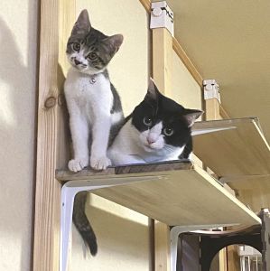 てん（にかほ市）元気あり、食欲あり、先住猫と楽しく遊んでいます。興奮しすぎてたまに威嚇されていますがめげずに向かっていきます。家族にも甘えてきてくれるので癒されています。お世話になりました。ありがとうございました。