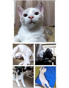 チロル（湯沢市）快眠、快食、快便。物おじせず元気に走り回り、我が家の天下を取る勢いです。2年前に譲渡していただいたオレオさんの後をついて歩いたり、まねをしたり、ちょっと激しいニャンプロ（しかけるのはチロル）したり。この頃は甘えてくれるようになり、かわいさも増進中です。この子との素敵なご縁をいただき感謝しております。ありがとうございます。