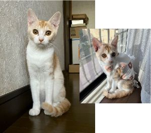 マロ（横手市）家に来てから2か月経ちましたが、毎日家の中を元気に走りまわっています。食欲も旺盛です。9月に避妊手術を受けました。