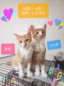 ちゃお・あむ（大仙市）先住猫が虹の橋を渡って、ちょうど半年後に生まれた同じ毛色(茶白)の兄妹が家族になって２ヶ月が経ちました！毎日、笑顔と幸せを与えてくれます。ふたりで協力してのいたずらにはびっくりしますが…この縁を大切にして、たくさんの愛情で育て、きずにゃを深めていきたいと思います。本当にありがとうございました。