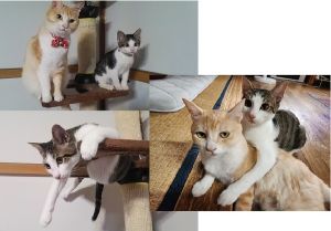ミント・チャト（秋田市）ミント君が来て３か月、すっかり大きくなり毎日元気いっぱい走り回っています。甘えん坊でかまってちゃんなミントに先住猫のチャトはお疲れ気味ですが、２匹のペースも何となく落ち着いてきました。よいご縁をいただきありがとうございました。大事に育てさせていただきます。