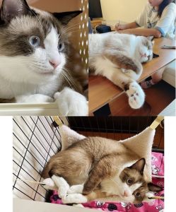 ジャック（南秋田郡）家族になってから9月で一年になりました！6.3kgに成長しましたが鳴き声は子猫のまま細くて小さいカワイイ声です。優しくて人間の気持ちに寄り添った行動をしてくれ悲しい時には慰めてくれます。初めて猫を迎えましたが家族皆んなと仲良しで、かけがえのない存在になりました。これからも大切にしてずーっと長生きして欲しいです。