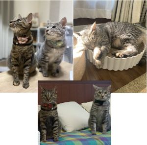 星夏（せな）（秋田市）先住猫とも仲良くなり、家族みんなで、愛情を注いでいます！先住猫の陽花（はな）と戯れる姿に毎日癒されています^_^