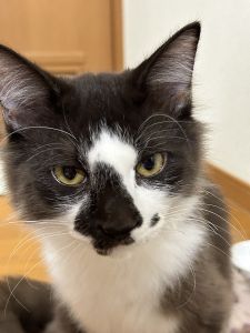 マルク（秋田市）名前を呼んでも反応はほぼありませんが、ご飯やおやつの声がけには素早く反応してくれています。食欲旺盛でよく遊び、窓から外を眺めるのが毎日の日課です。先住猫とも徐々に距離を縮めて、今ではお互いに毛繕いをしています。