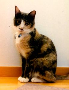 ちゃら（岩手県滝沢市）譲渡していただいて1年が過ぎました。かわいいムッチリボディーが好きです。家族みんなのアイドルです！
