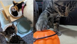 レイト（秋田市）お迎えして2週間です。先住ちゃん(1歳・三毛)はグルーミングしてくれて、もう受け入れてくれてるのですが、レイト君は遊びに忙しくそれどころじゃありません。お姉ちゃんとのじゃれ合い？取っ組み合い！？がちょっと激しいようなご飯を一緒に食べ、元気です！