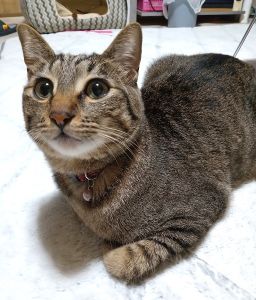 ゼアル（仙北市）ゼアルが我が家に来て1年になります。何事もなく健康元気に過ごしています！最近は廊下で追いかけっこしたり、私の右手と熱いバトルをするのが日課になっているのですが、遊ぶ時間が近づいてくるとソワソワしながら私の足に早く遊べー！とタックルして催促します(笑)甘えん坊もレベルアップしていて、私が帰ってくるとお出迎え&抱っこして！とアピール抱っこするとご機嫌で長いしっぽを大きくブンブン振ります(^^)元気で長生きしてほしいと思います