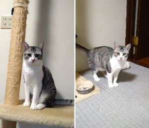 笑(しょう)（潟上市）暴れん坊の食いしん坊で先住猫のご飯まで食べてしまいます（笑）かまってちゃんで、3歳の先住猫にはウザがられている感じですが、とても馴染んでいます