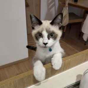 もん（秋田市）譲渡させていただいてから５ヶ月が経ちましたが、来た初日から人懐っこく、すぐに仲良くなれました！今ではすっかり家族の中心です！子供達も、もんちゃんが家族になって良かった！といつも言ってます！兄妹だと思っているのか、寝る時はいつも子供達の側で寝ています♪本当にお利口さんで甘えん坊で可愛くて癒しでしかないです^ ^これからも健康に元気に過ごそうね！