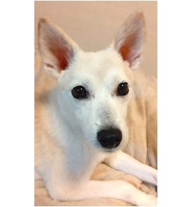 ユキ（秋田市）家族になって、あっという間に3年目を迎えようとしています！本人は、食欲旺盛で元気です！