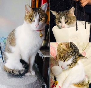 みるく（大仙市）家族になってから早くも2年が過ぎました。健康にすくすく成長しています。甘えん坊で毎日母にべったり！家族の中で1番愛されてます！
