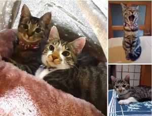 みっく・いむ（湯沢市）二人が家族になってもうすぐ3ヶ月になります。活発ないむ♀とおっとりとしたみっく♂　毎日家族に笑いと癒しをもらっています！これからも元気にすくすく育ってね！！