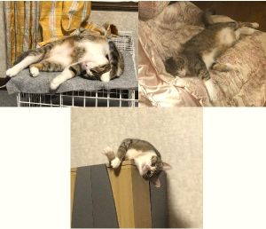 あずき（大仙市）家族になり1年が経ちました。家族の誰よりも家の中を知っている冒険大好きで好奇心旺盛な子です。元気いっぱいで超甘えん坊に育っています。家に来てくれてホントにありがとうです。