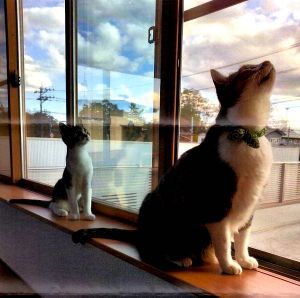ハナちゃん（能代市）約３ヶ月が経ちますが、かなりやんちゃで甘えん坊さんですが元気に過ごしております。先住猫にもビビらず、自分から近づいていきます。お陰様で楽しく過ごさせて頂いておりますことをご報告いたします。ありがとうございました。