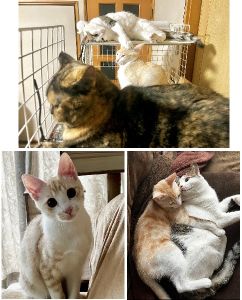 とび（秋田市）やんちゃな男の子で姉ニャンズも少々持て余し気味ですが、１年半ほど前に迎え入れていた次女ニャンとは超激しい戯れあいもあるなか、時には仲良く過ごしている感じです。そんな姿を見て癒されていることに日々感謝しています♪