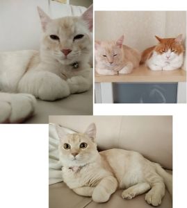 ノア（秋田市）ノア君が我が家に来て２ヶ月になりました。来た当初から甘えん坊でスリスリしてくれる所がたまらなく可愛いく毎日癒やされています。食欲も旺盛で先住猫とも仲良く走り回り元気に過ごしています。良い御縁を頂きありがとうございます。これからもずっと大切な家族として大事に育てていきたいと思います。