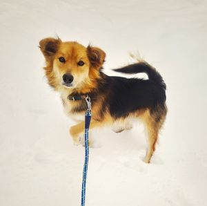 ジョン（大仙市）うちに来て約1年経ちました、とても元気で健康状態もよく、今日も昨日降った雪の中を飛び跳ねて散歩していますただ病院は苦手で行くたびに縮こまってます（来月ワクチン打ちにいきます）笑