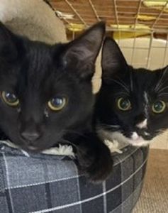 うに・いくら（秋田市９真っ黒がいくらちゃん鼻が白いのがうにちゃん2人ともすくすく育って、大きくなりました。いくらちゃんの方が食欲旺盛で、うにちゃんの方が運動神経が良くて、2人とも甘えん坊です。仕事から帰ってきて、ケージから出すと、ゴロゴロ音を立てて甘えてくるのが、一日の癒しです。