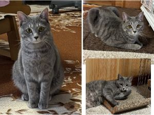 あお（秋田市）わが家に来て一年が経ちました。すくすくと成長し、大きくなりました。とても甘えん坊です。いつも体をぴったりつけてきます。話をしていると、必ず、間に入ってきます。いつもみんなを笑顔にしてくれます。