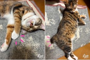 ミラ（横手市）何でもオモチャにして全力で遊ぶ天才です♪かと思うとゴロゴロ甘えん坊になったり、みんなの心を掴む天才でもあります可愛い手袋お手てと、おだんご鍵しっぽがチャームポイントです！