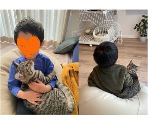 ほたて（由利本荘市）毎日ご飯をペロリと食べて、よく運動して健康的な子です！子供にくっついていることも多く、甘えん坊でとてもかわいいです。ネズミのおもちゃを投げると、犬のように走って持ってきます！家族みんな癒されていて、ほたてが来てくれて本当に幸せです。素敵な出会いをありがとうございました！