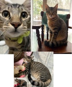 ぶんた（秋田市）ぶんたが家族になってから、２ヶ月が経ちました。人懐っこく甘えん坊で、家族のおなかに乗ってきてはゴロゴロふみふみしながら、よくおしゃべりをしてくれます♪また、遊ぶことも大好きでおもちゃを追いかけて家じゅうを走り回っています笑よいご縁をいただき、ありがとうございました。これからも家族みんなで大切に育てていきたいと思います。