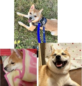 こめたろう（秋田市）こめたろうが我が家の一員になって、早２ヶ月。一才を過ぎ、ようやくお手もできるようになりました！毎日、よく吠え、よく食べ、よくかじり、よく眠り、日々成長を感じております。犬を飼ったことのなかった我が家にこめたろうを譲って頂き、本当にありがとうございました。
