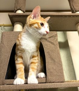 マサムネ（由利本荘市）うちに来て2ヶ月が経ちました。毎日元気に走り回ってご飯をいっぱい食べてすくすく育っています。色々なものに興味津々でとてもやんちゃで大変なこともありますが家の中が明るく賑やかになりました。このご縁に感謝します。ありがとうございます。
