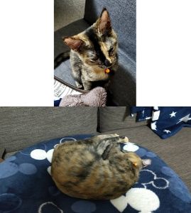 凛（湯沢市）元気に過ごしてます。キャットタワー買ってあげたら気に入って遊んでくれてます！