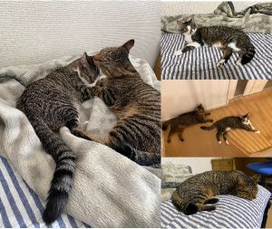 イブ・ノエル（大仙市）2匹が我が家に来て、今日ちょうど1年になりました。手の平に乗るくらいしかなかった体も大きくなり来たころを懐かしくさえ思います。猫たちの行動に一喜一憂したりして今までに無い楽しい1年でした。病気になることもなく今後も家族の一員として元気に過ごしてくれたらと思います。