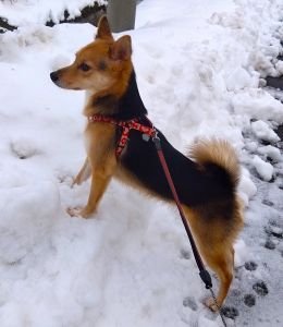 緒蓮華（おんか）（由利本荘市）我が家に迎えて1年が過ぎとっても甘えん坊さんになりました。抱っこも触られるのも大好き!よく食べてよく寝て病気もせず。。とにかく元気いっぱいです。。