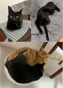 のぶこ（秋田市）遊ぶの大好き、食べるの大好き、先住猫大好きですくすく育っています！！変わらずおもちゃが大好きで永遠と遊んでます笑夜もきちんと寝てくれ、先住猫にはベッタリで仲良しです！