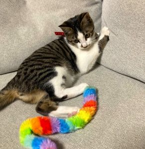 （秋田市）猫ジャラシが好きでいつも元気に過ごしていますまた、子供達の笑顔も増えました