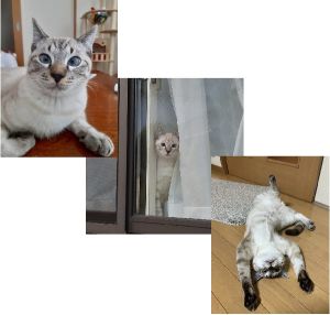 ふくまる（秋田市）我が家のムードメーカーふくまる、生後7ヶ月になり体重は4キロを越えました。人見知りしない犬のような子に育ってます。