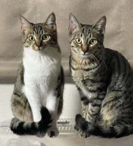 きなこ・ごま（潟上市）警戒心もなくなり、膝に乗ってくれたり一緒に毛布で寝てくれるようになりました！姉妹2匹で仲良くじゃれて遊んでいます。