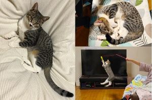 つむぎ（大館市）つむぎが来て約3ヶ月。猫じゃらしと長女の膝の上がお気に入り。パパにはまだ塩対応ですが他の家族にはデレデレしてます。抱っこもできるようになりました。来月避妊手術の予定です。保護主様、ネットワークの皆様のお陰で素敵な出会いとなりました。猫のいる暮らし最高です。ありがとうございました。
