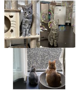 あずき（秋田市）元気いっぱい走り回って、いっぱいご飯を食べて…毎日のんびり、マイペースに過ごすあずき。先住猫のこむぎのことが大好きで、積極的にくっついてはしつこい！と怒られて…笑。とっても仲良しな2匹です！