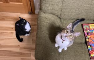 モヒー（秋田市）モヒーが我が家に来て2ヶ月が過ぎました。怯えて唸っていたモヒーも今では甘えん坊、そして暴れん坊に成長しています。先輩猫ナナに戯れ過ぎて怒られつつも段々2人の距離は近づいているように感じます。このまま仲良く元気に穏やかに過ごしていって欲しいです。