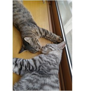 ぐり・ぐら（秋田市）天真爛漫なぐりちゃん（サバトラ）、そんなぐりちゃんをこよなく愛する世話好きなぐらちゃん（キジトラ）。二人の様子を見ているだけで幸せな気持ちになります。「ツンデレ」猫も好きですが、ワンちゃんかと思う程「ツン」のない「デレデレ」ちゃんたちで、とてもかわいいです。いつもハッピーオーラを出してくれて、ありがとう！大好きだよ～！！ぐり・ぐらの兄弟と思われる大仙市のぎんちゃん・むぎちゃん、にかほ市のキョンちゃんの成長も楽しく拝見しています。いつか会えたらいいなぁ。