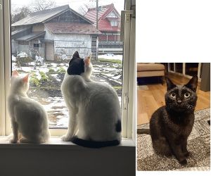 ぴの・のあ・あお（横手市）うちにお迎えして1年半ほど経ちました。黒、白黒の2匹はだいぶ立派？になりました！新しい子（白）もこれからすくすく育ってくれればと思います！