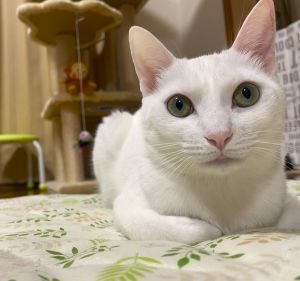 ここ（秋田市）我が家にここちゃんが来てくれて1周年です。だんだんわんぱくになって来た感もあります（笑）最近は顔を舐めて起こしてくれる事が増えました。少し痛いけど幸せです（笑）いつも家族の輪の真ん中にいて、幸せを貰っています。ありがとう！