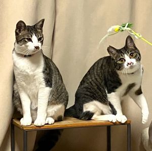 チィ・メイ（三種町）左 チぃ：おてんばで毎日元気いっぱいです右 メイ：おとなしくて、いつもチィに一歩譲るような優しい子です大きくなりました。R5年12月30日で我が家に来て1年になりました。しぐさ、行動、二匹とも違いますが、一緒にいる事に安心感があるみたいです。最初は子猫2匹大丈夫かな…と思いましたが、この子たちがいる事で家の中が明るくなっています。これからも大事に育てて行きたいと思います。