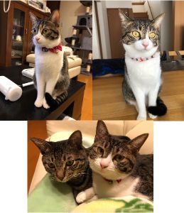 うる（美郷町）同居のこはくと元気に家中を走り回っています。2階から降りてきた勢いで、冷蔵庫やエアコン、カーテンレールに上がったりします。ツンデレな所がありますが、にゃあーと可愛い声で話しかけてくれます。
