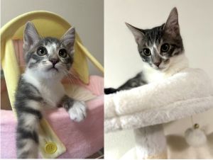 ふうと（秋田市）ふうとが家族になって、2ヶ月が過ぎました。大きな声で鳴き、先住のお姉さん猫２匹とも負けずに追いかけっこをする、やんちゃで強気な男の子に育っています。まだまだあどけない所もありますが、少しずつ顔つきが大人っぽくなってきました。いぬねこネットワークさんから頂いたご縁に感謝し、大切に育てていきます。