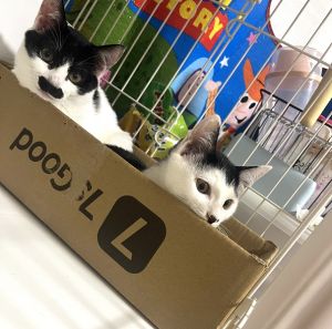 ポポ・チョビ（大館市）お家に来て2ヶ月が経ちました。性格の違う2匹ですがいつも仲良く遊んでいます!すくすく大きくなってきています!